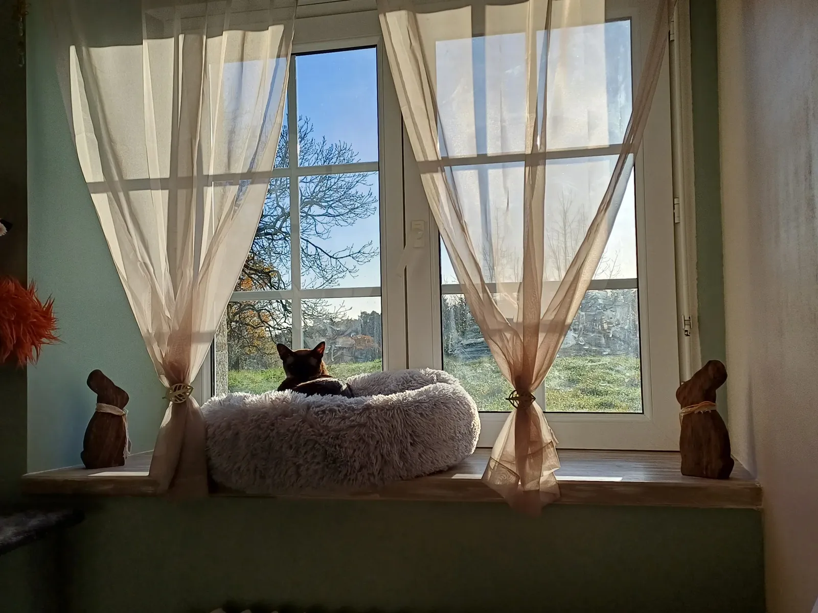 Le chat médiateur de L'Arche du Renard pelotonné dans son panier devant la fenêtre