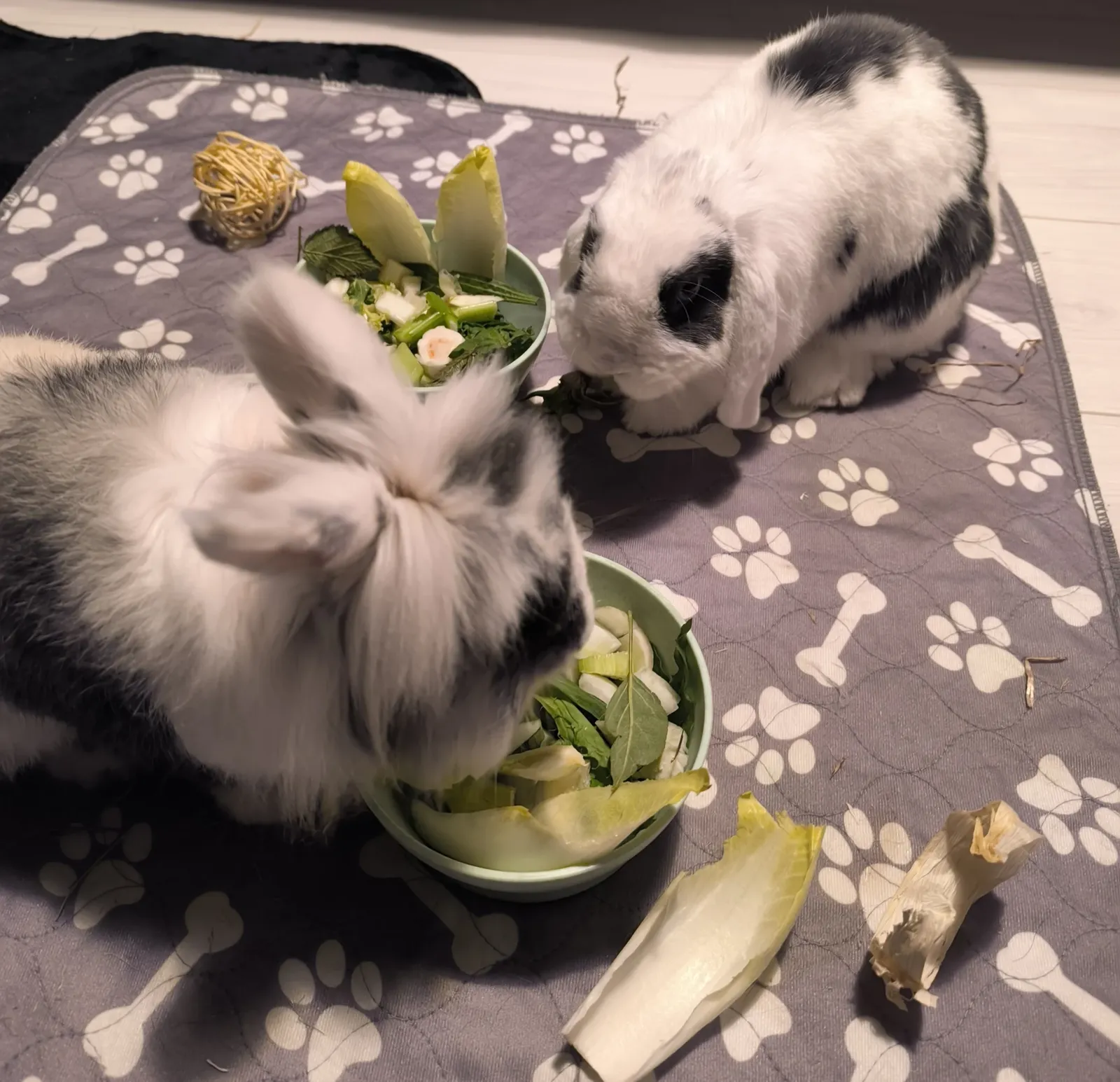 Les deux lapins médiateurs de L'Arche du Renard partagent leur repas de verdure